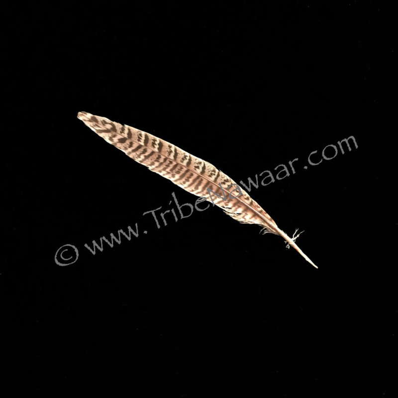 Single Medium Length Natural Pheasant Feather