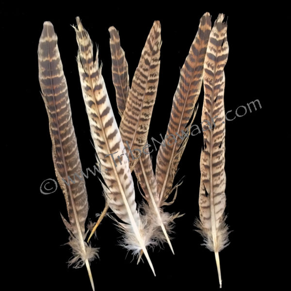 Single Medium Length Natural Pheasant Feather - Tribe Nawaar