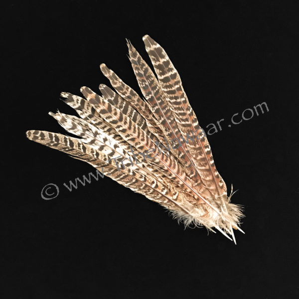 Single Medium Length Natural Pheasant Feather