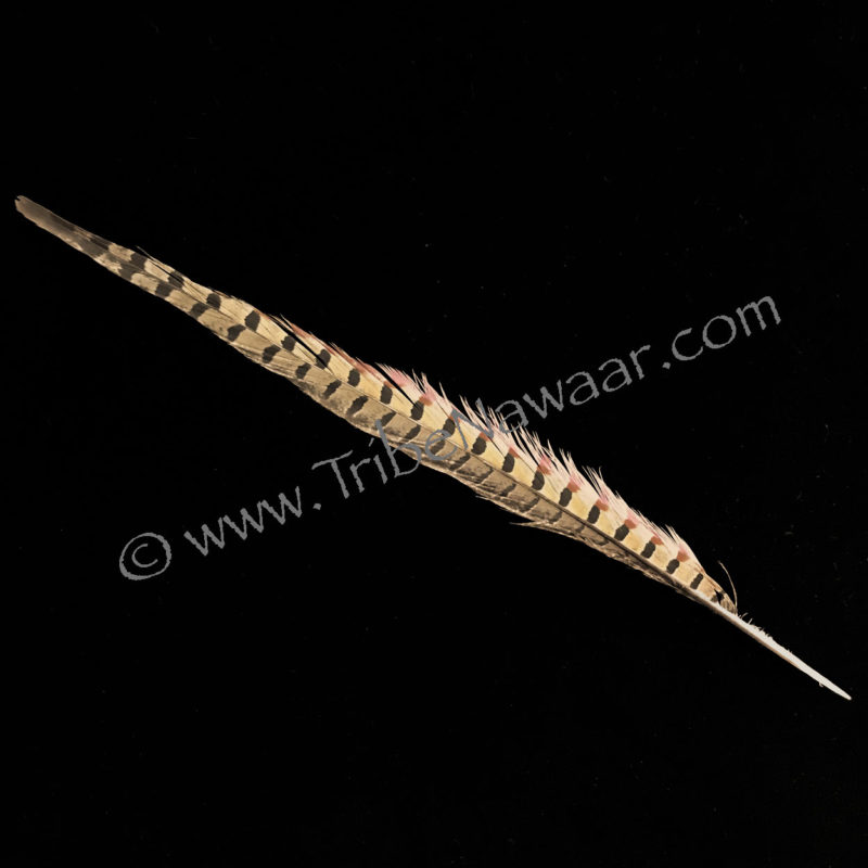 Single XL Length Natural Pheasant Feather