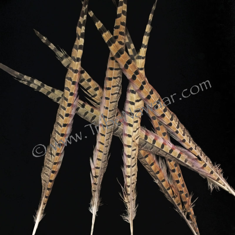 Single XL Length Natural Pheasant Feather