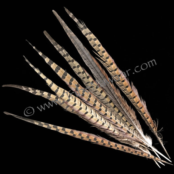 Single XL Length Natural Pheasant Feather