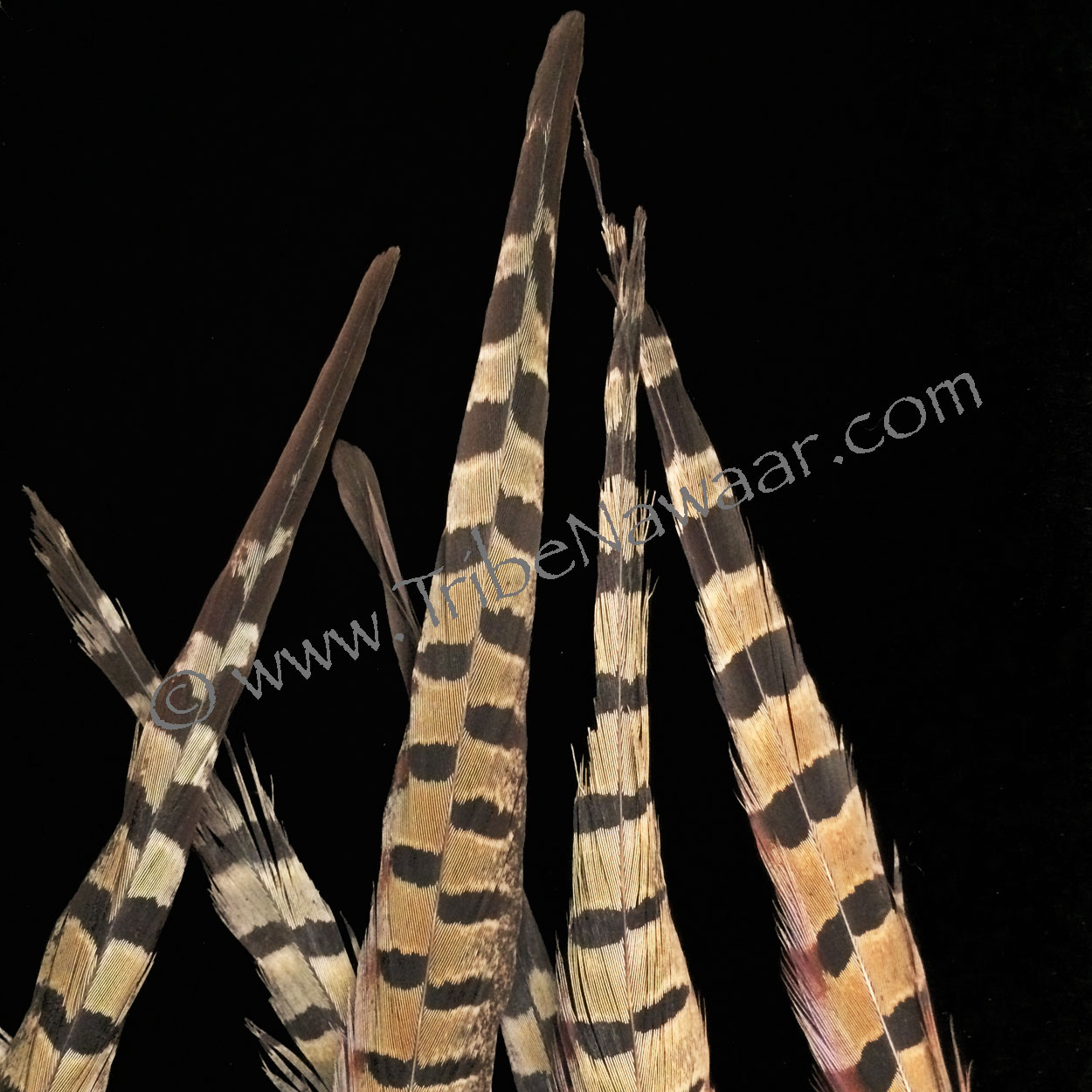Single XL Length Natural Pheasant Feather