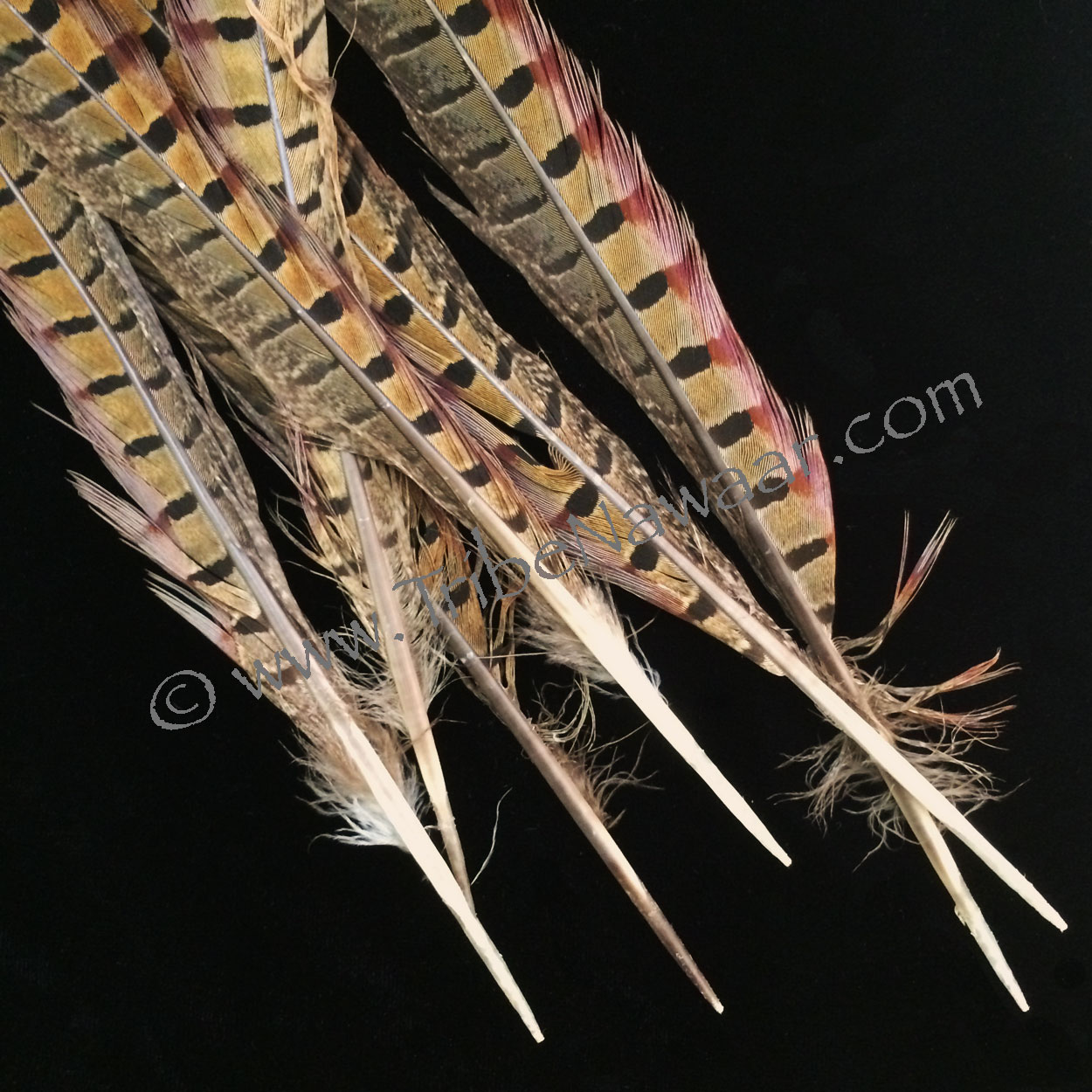 Single XL Length Natural Pheasant Feather