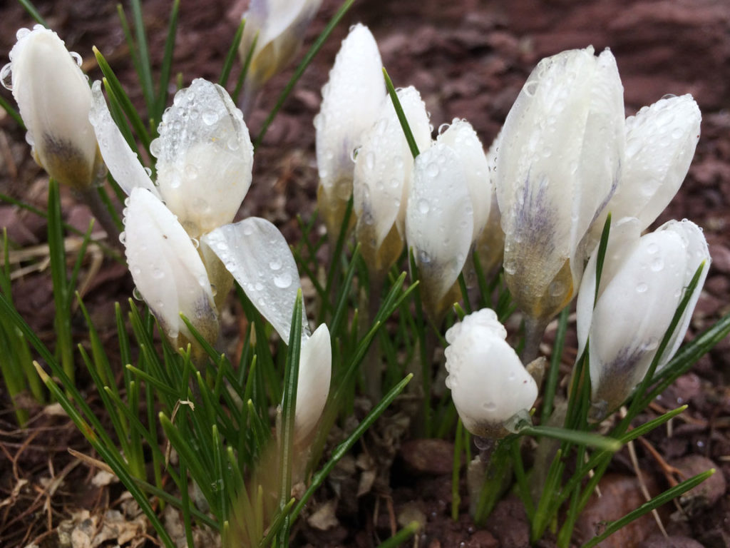 Blossom into dance with Tribe Nawaar's spring classes in Boulder, CO