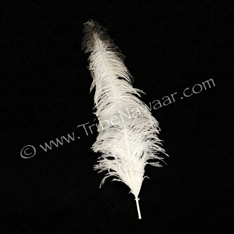 White Ostrich Feather